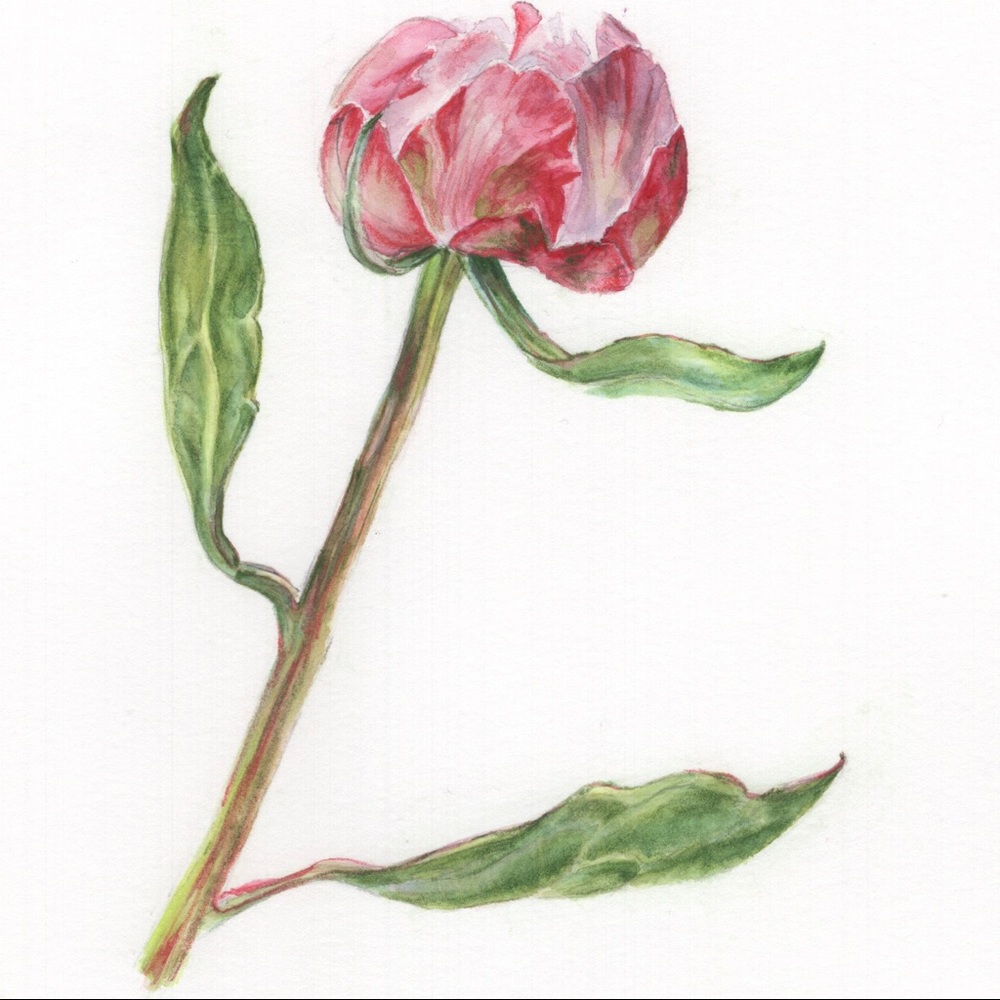 Peony Floral Print : 8x10